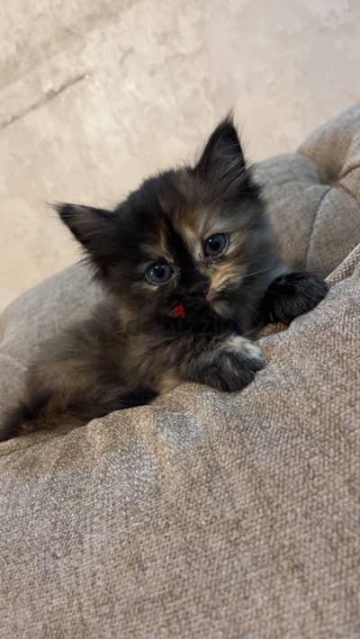 A cute female cat