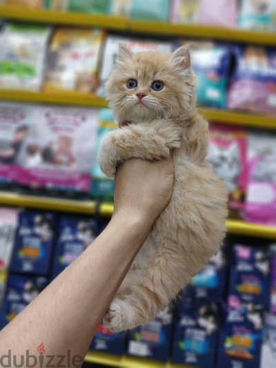 Pet'sMegaStore