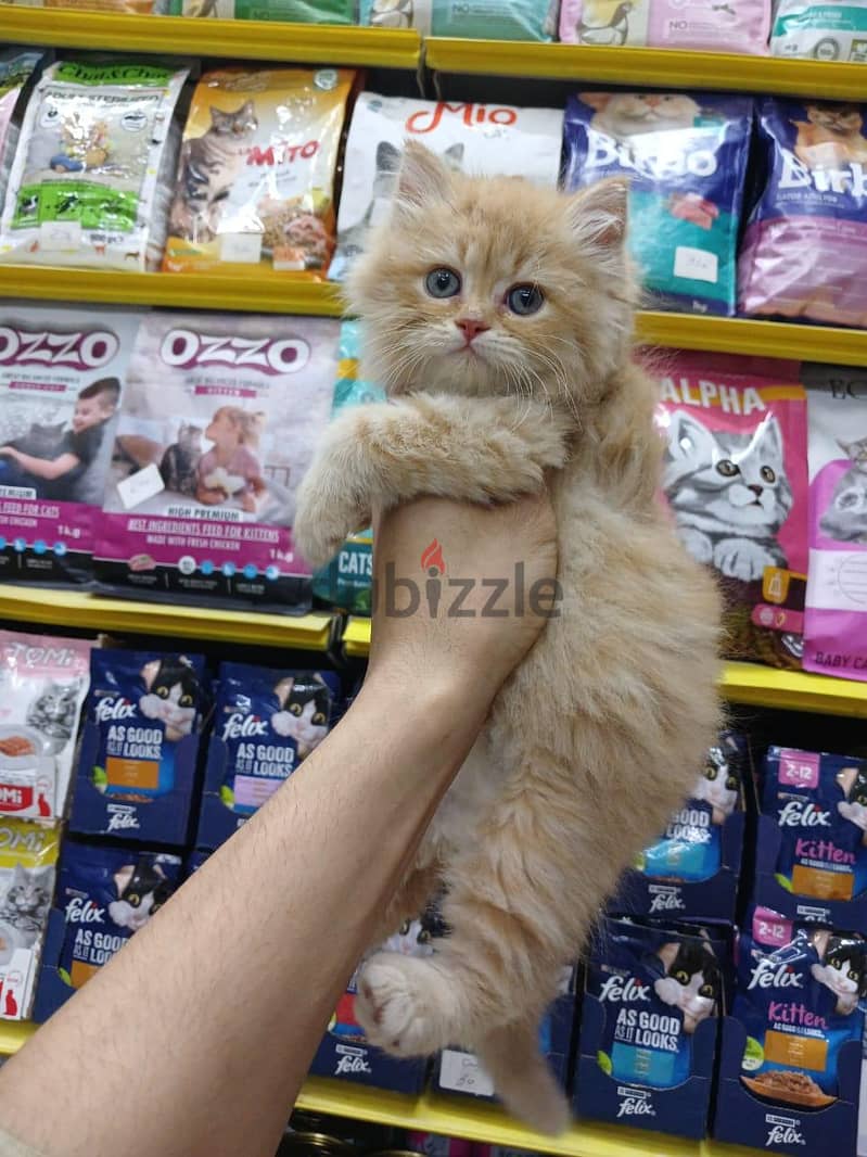 Pet'sMegaStore 1