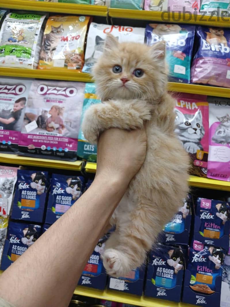 Pet'sMegaStore 2