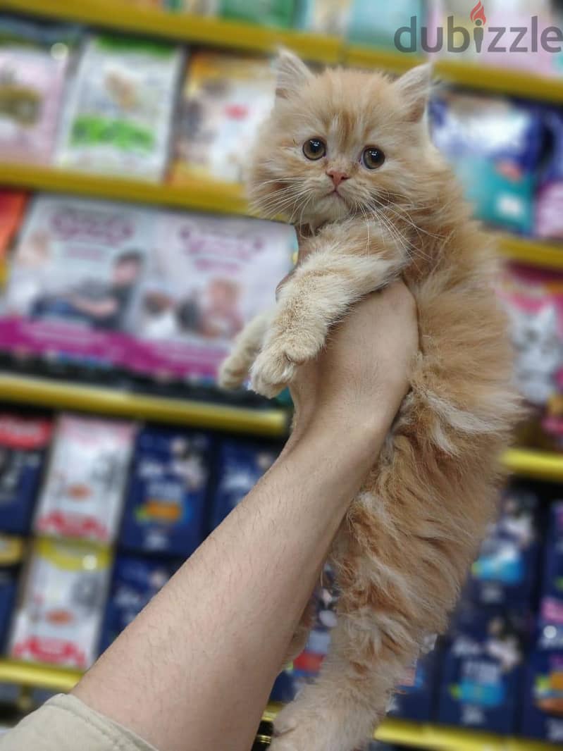 Pet'sMegaStore 3