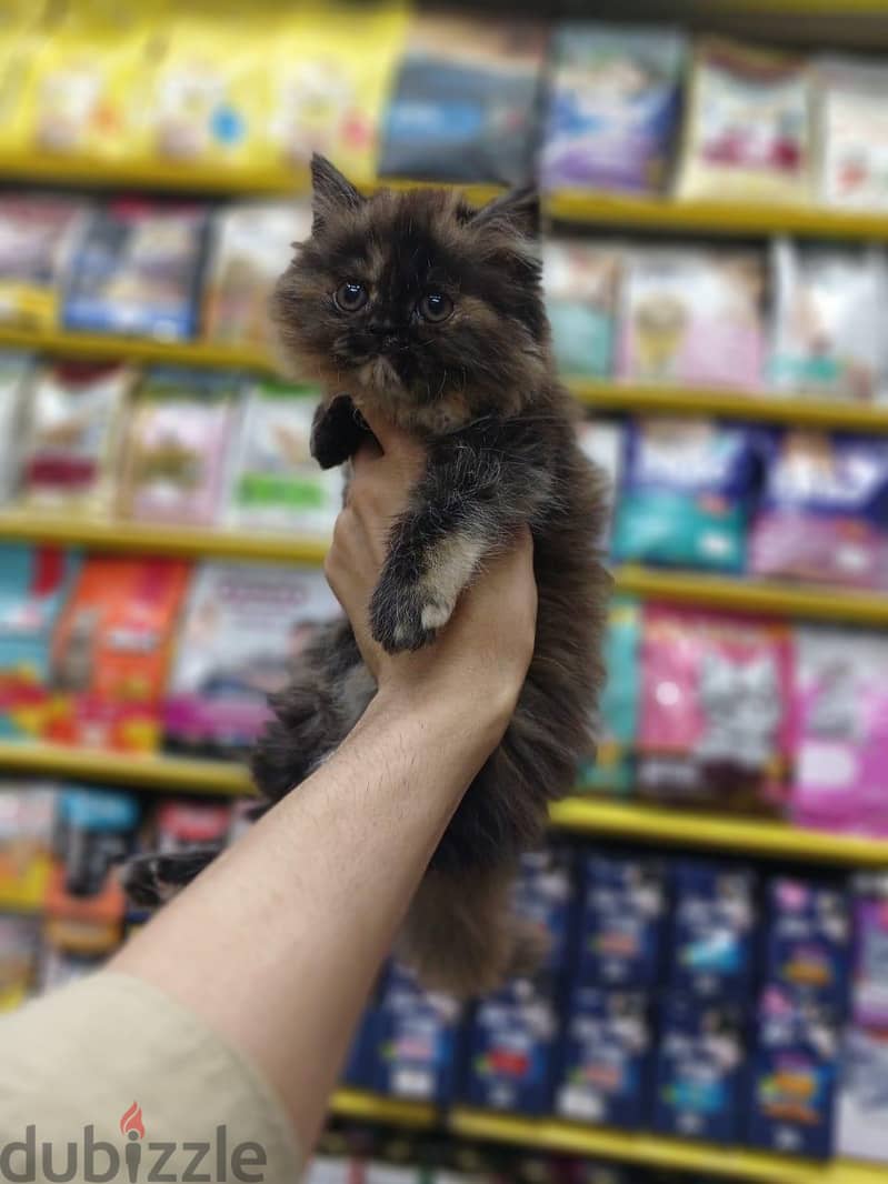 Pet'sMegaStore 4