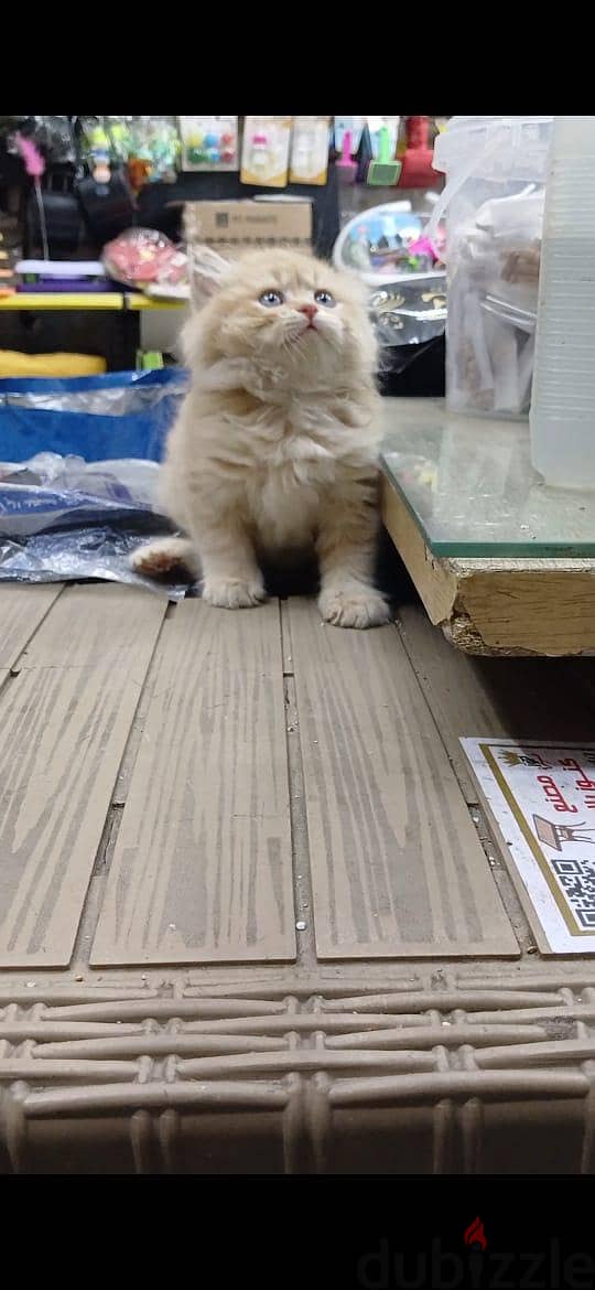 Pet'sMegaStore 5