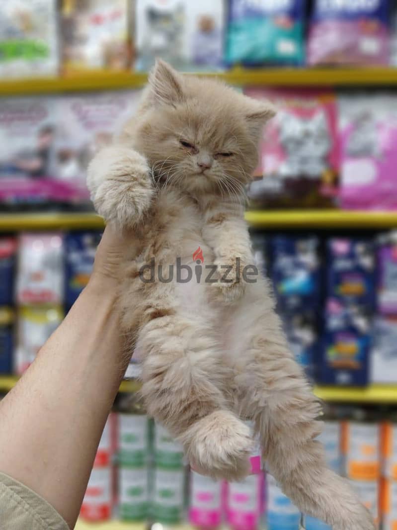 Pet'sMegaStore 6
