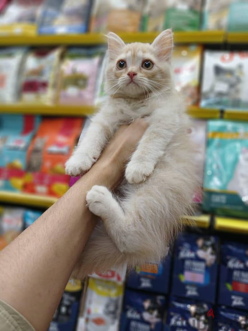 Pet'sMegaStore 7