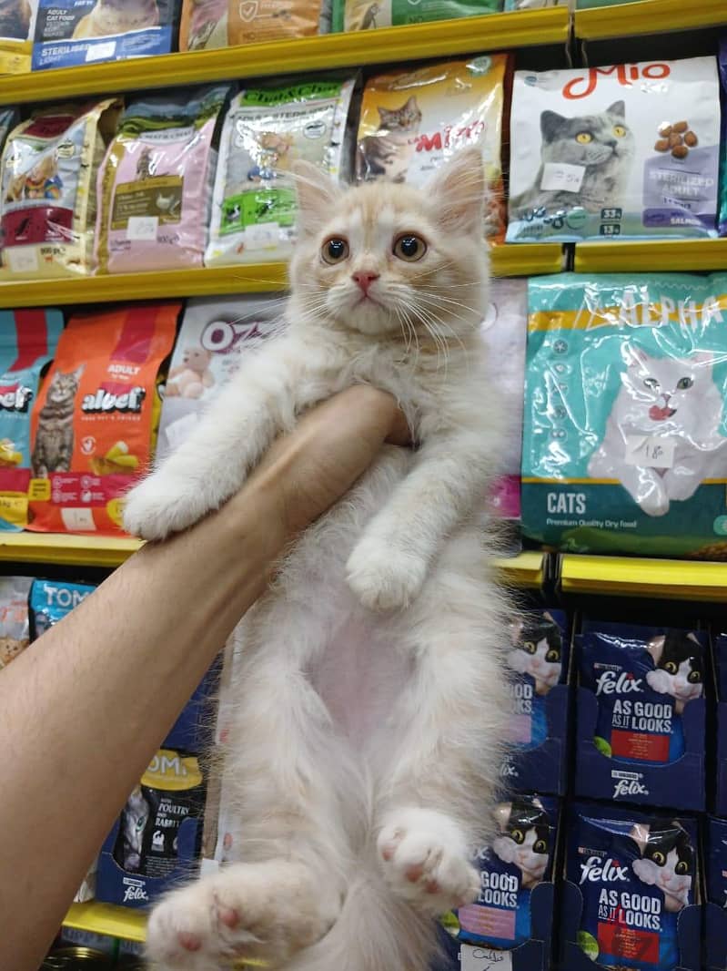 Pet'sMegaStore 8
