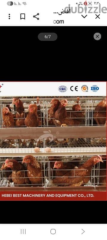 اقفاص الدجاج البياضة يالمعالف والمشارب