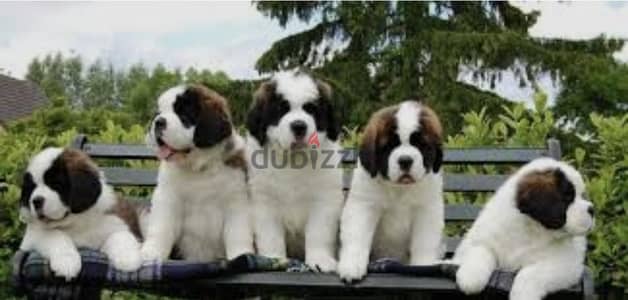 puppy saint Bernard
