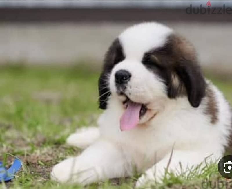 puppy saint Bernard 4