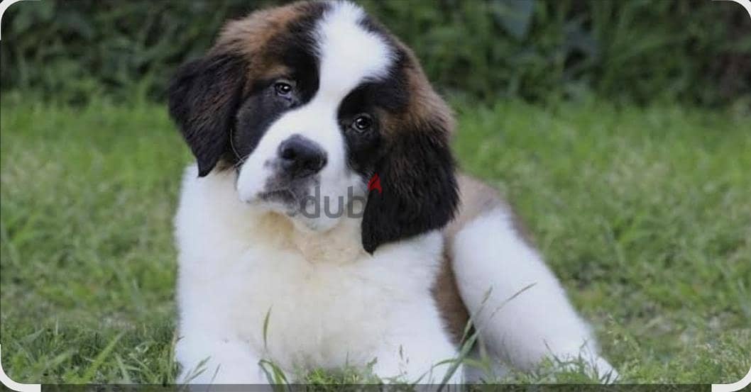 puppy saint Bernard 1