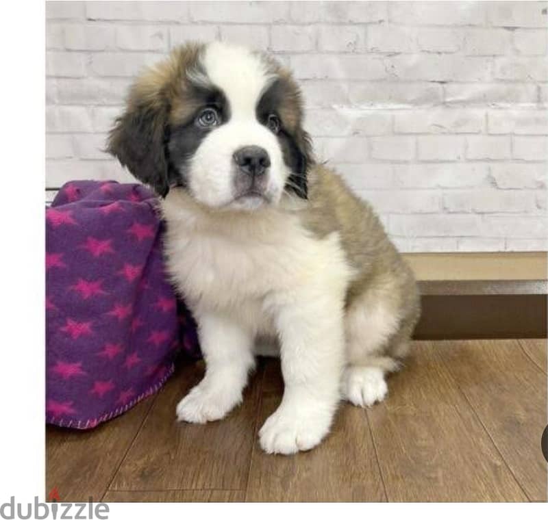 puppy saint Bernard 2