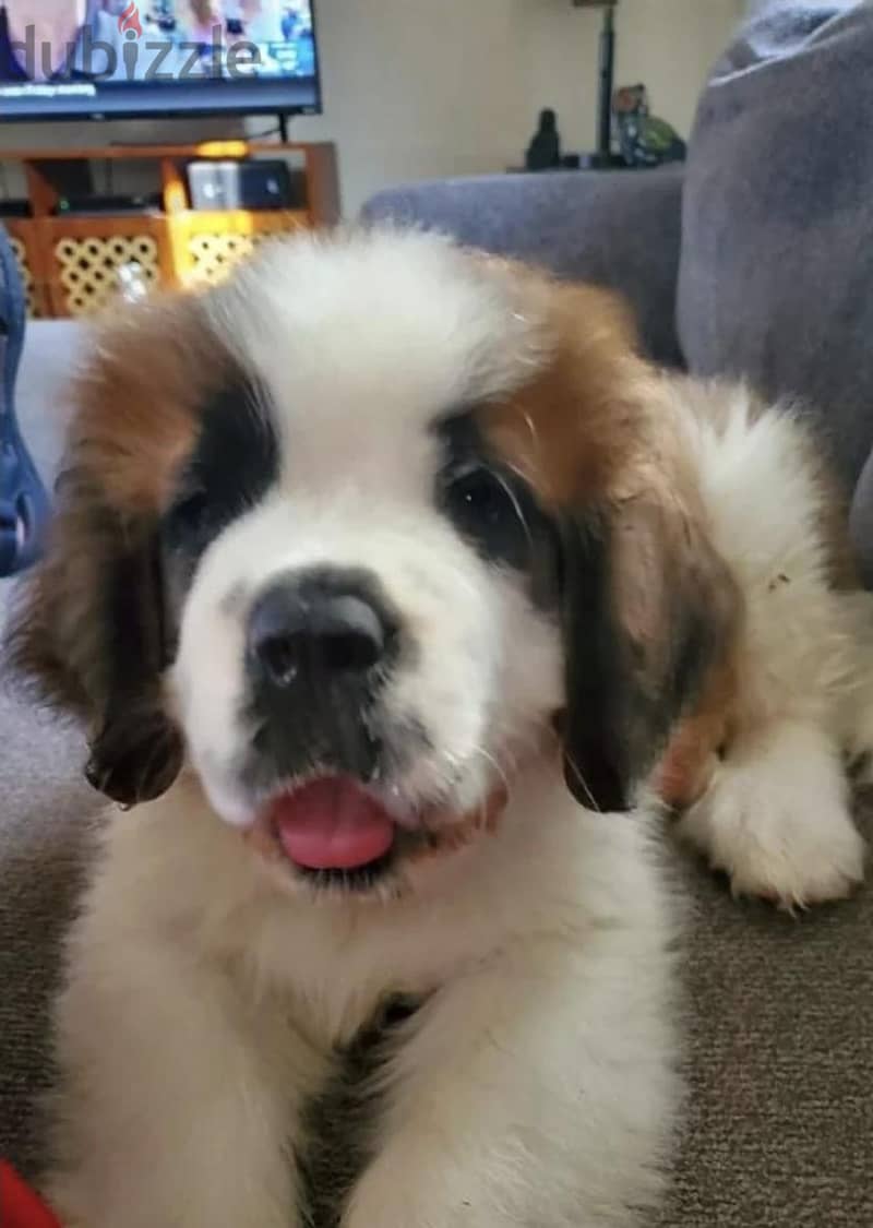 puppy saint Bernard 3