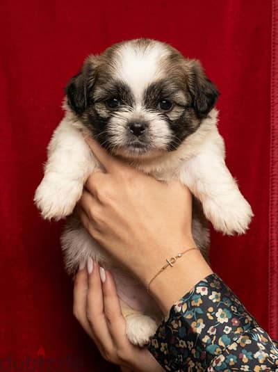 Shih Tzu and Griffon Mix Puppy
