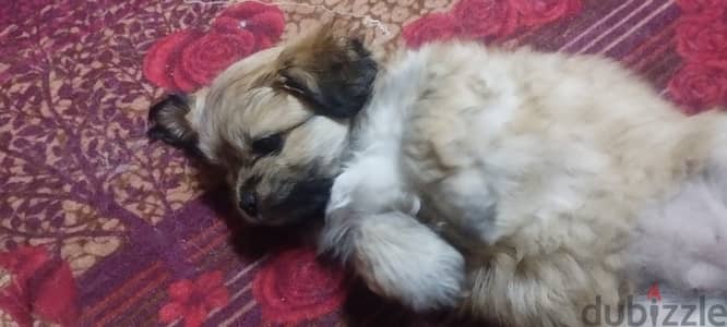 pure mini griffon for sale