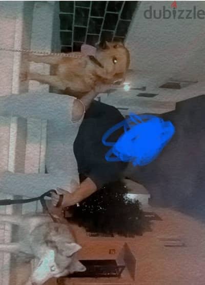 الشيخ زايد