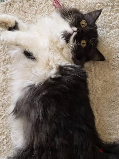 Scottish Ragdoll mix قطه سكوتش راجدول مكس