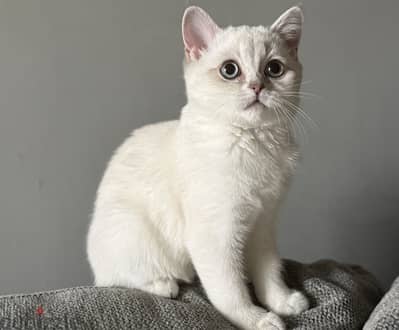 Scottish straight Silver shaded female