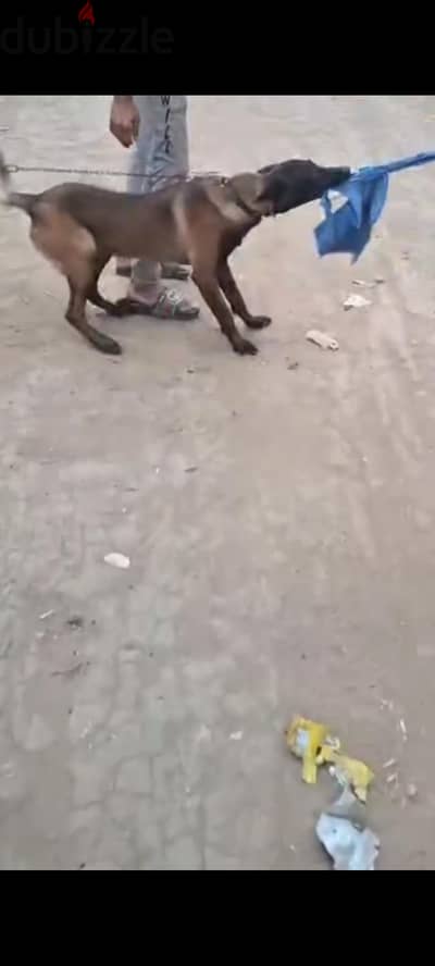 الشرقيه