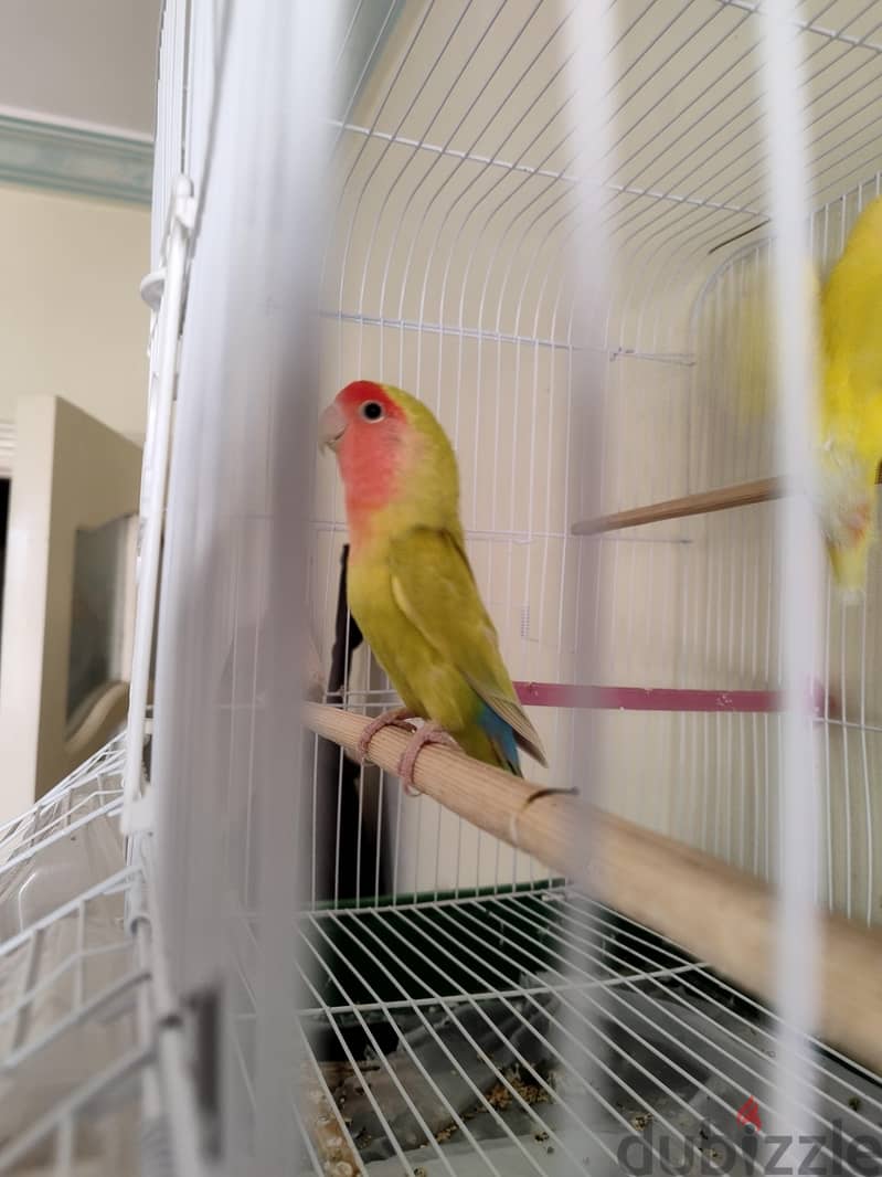 جوز  روز 4