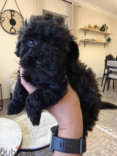 Toy poodle
