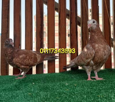 استرالى حلبى باكستاني هندى بلدى