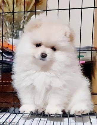 pomarinian puppy