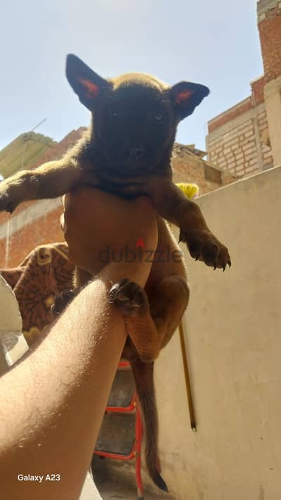 الاسكندريه 45 شارع ابو كمال