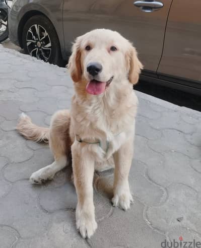 Golden retriever 6 month old vaccinated male