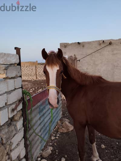 مطروح