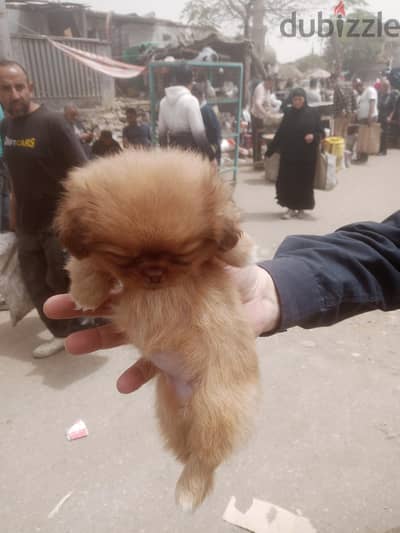 فيصل الطالبيه