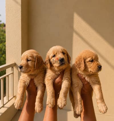 Golden retriever جولدن رتريفر