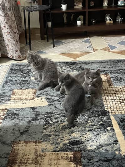 Playful kitten
