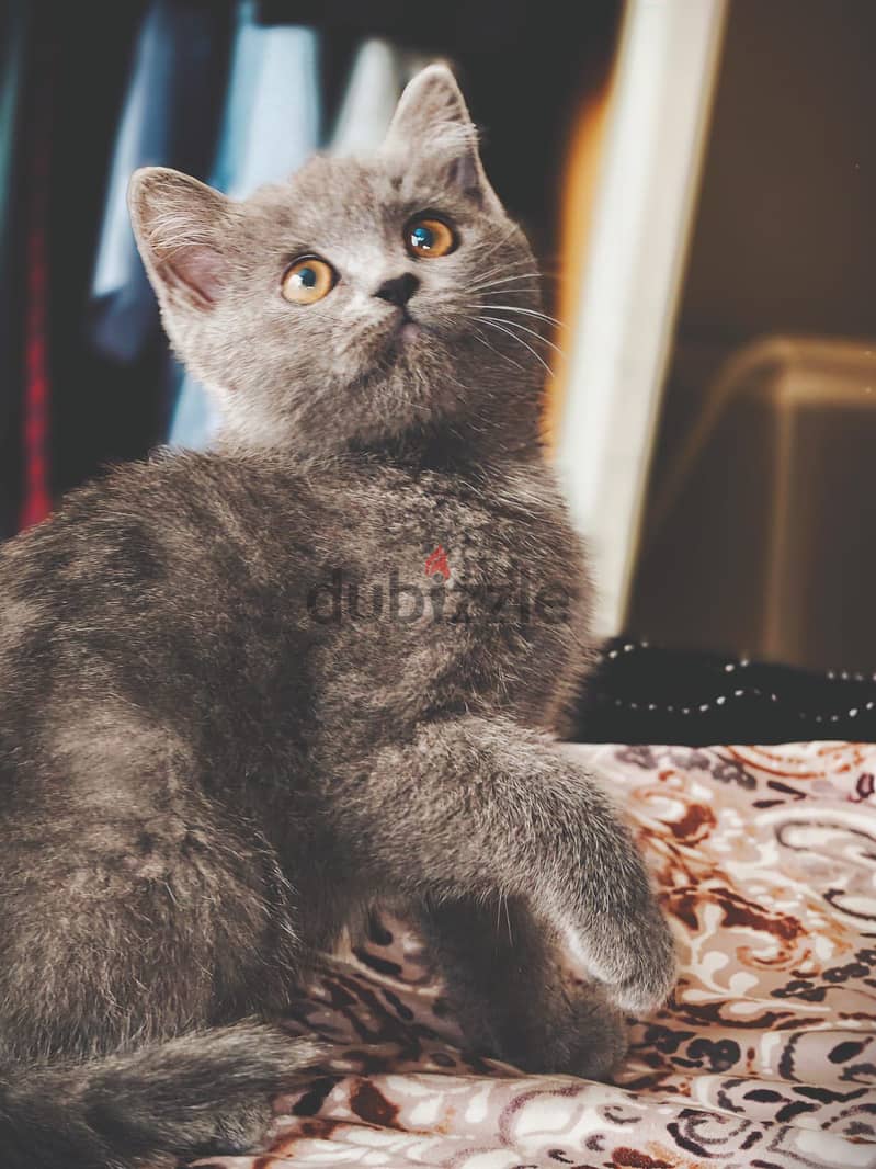 Playful kitten 1
