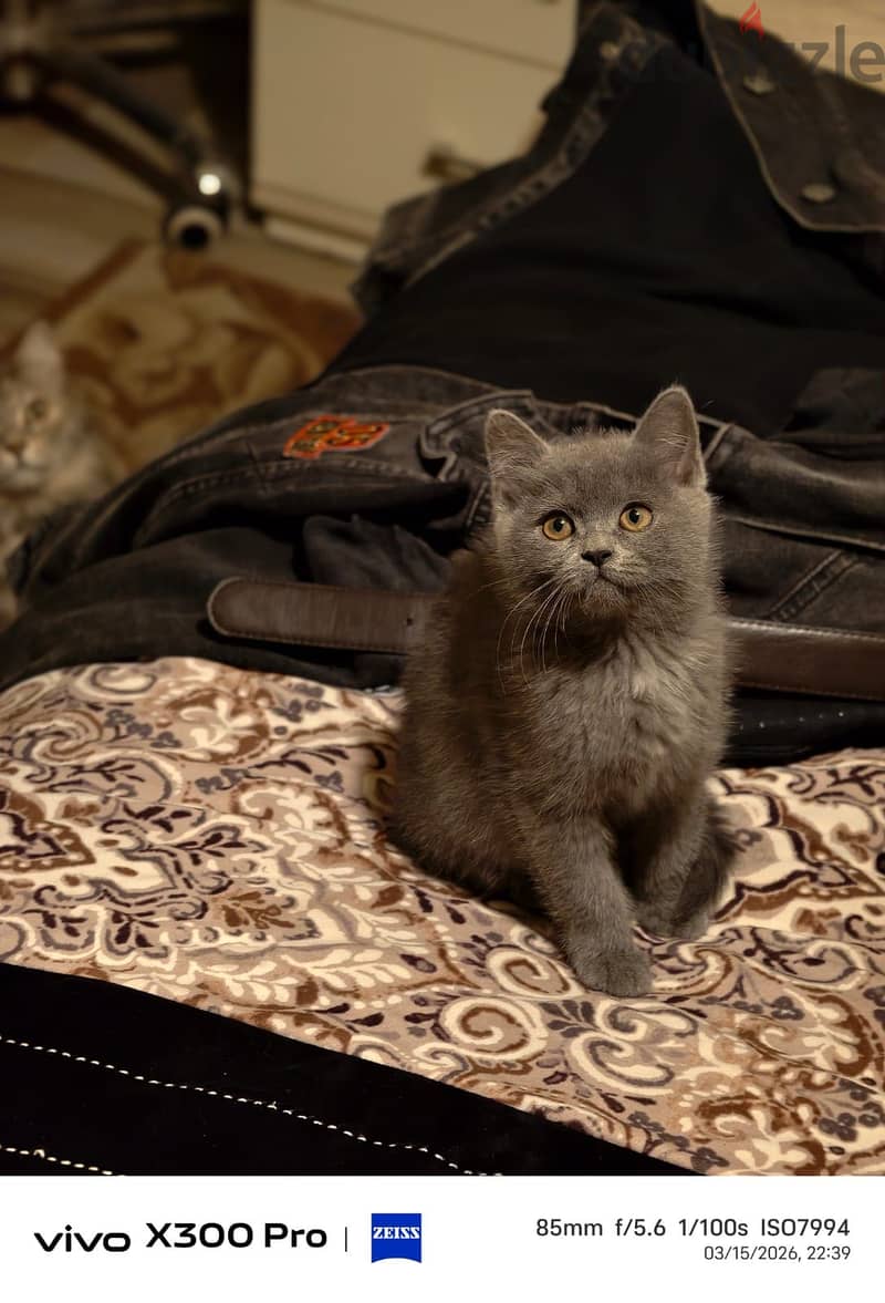 Playful kitten 2