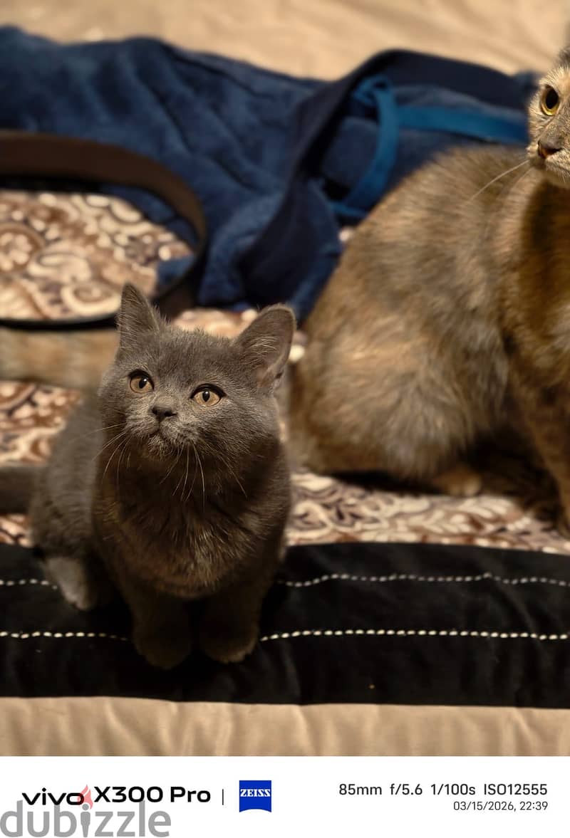 Playful kitten 3