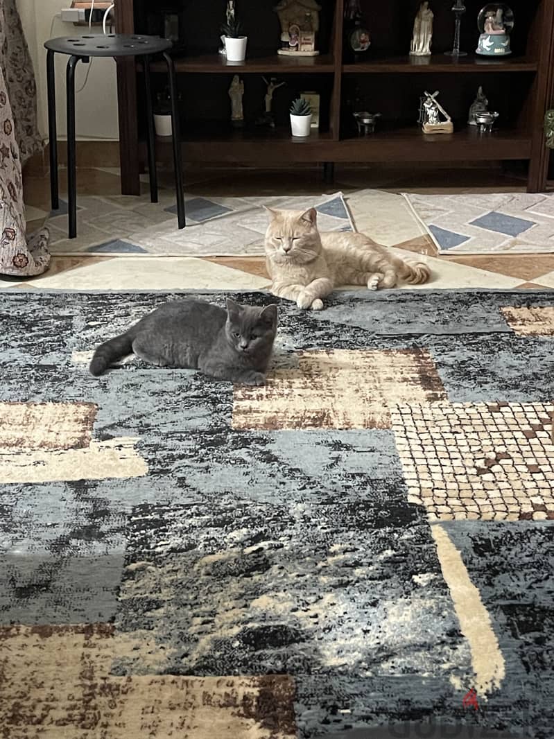 Playful kitten 4