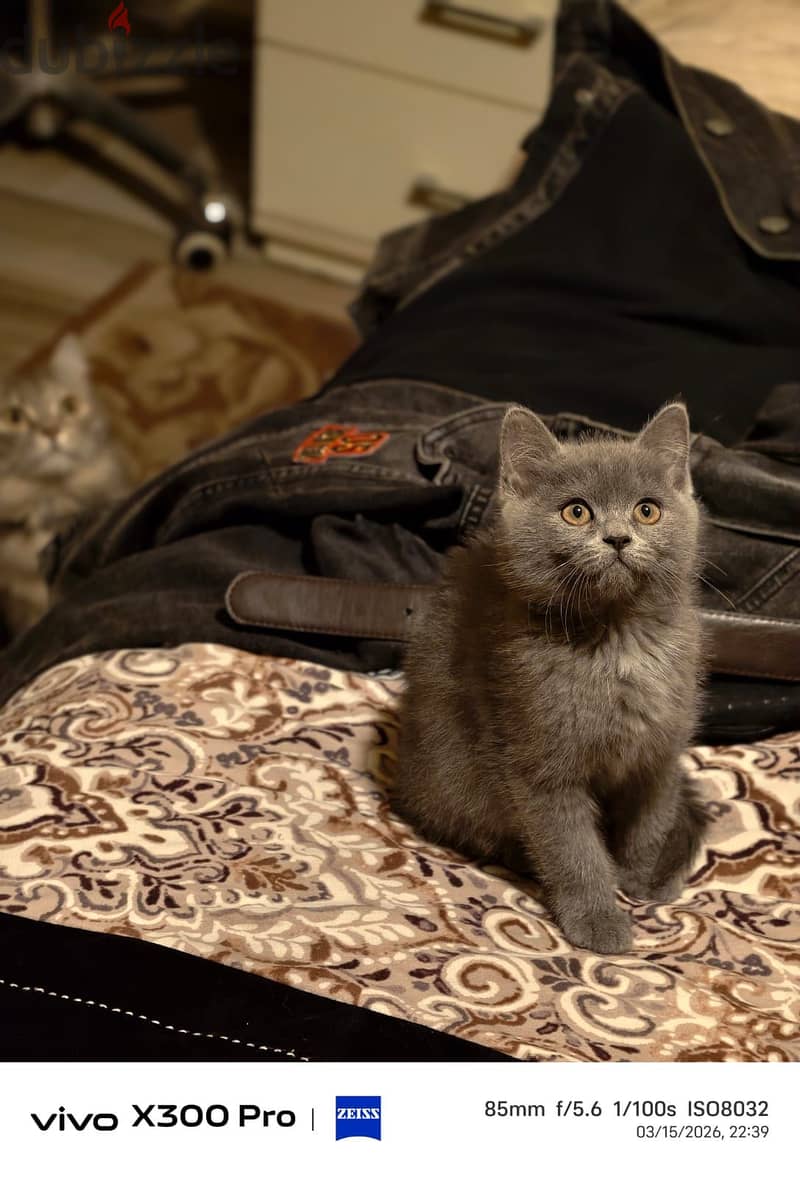 Playful kitten 5