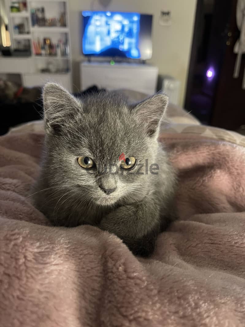 Playful kitten 6