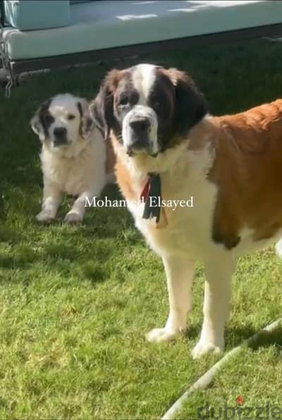 ام وجراويها سانت برنارد . . saint bernard