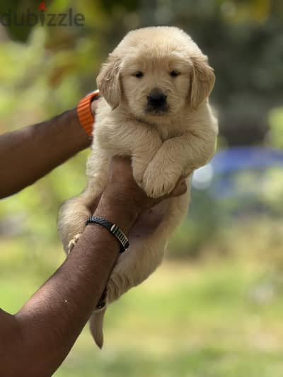 Golden retriever puppys جولدن ريتريڤر