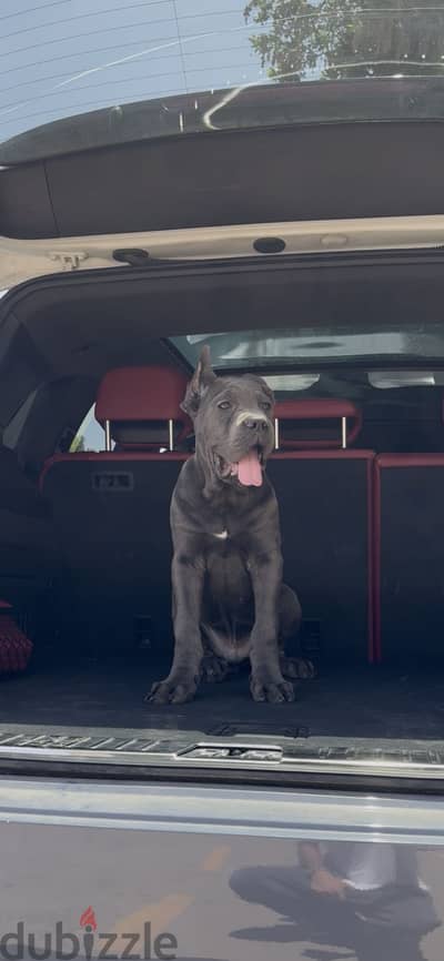 Cane corso puppy