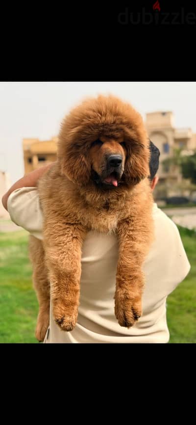 Tibetan mastiff puppies جراء تيبيتان ماستيف
