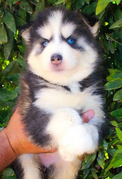 هاسكي لونج هي husky