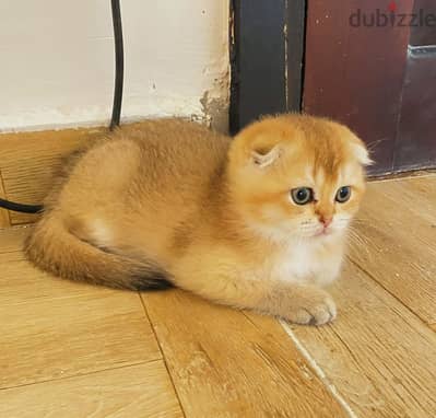Scottish Fold Ny11 قط سكوتش فولد