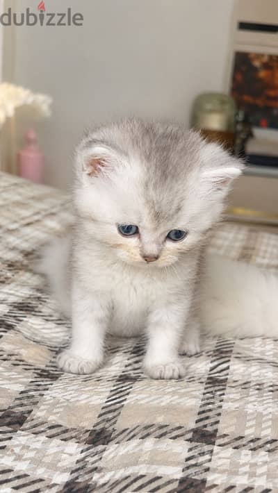 Scottish Persian Silver Shaded Kitten