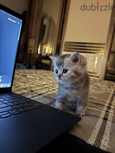 Scottish Straight Persian Mix