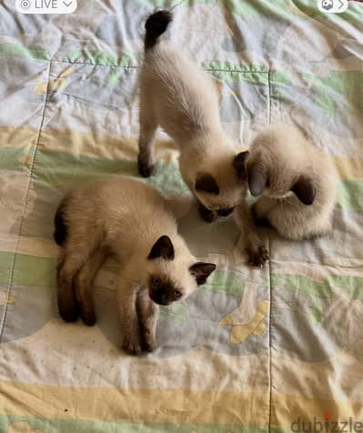 Rare breed of Mekong royal siamese