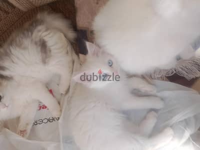 بحري اسكندريه