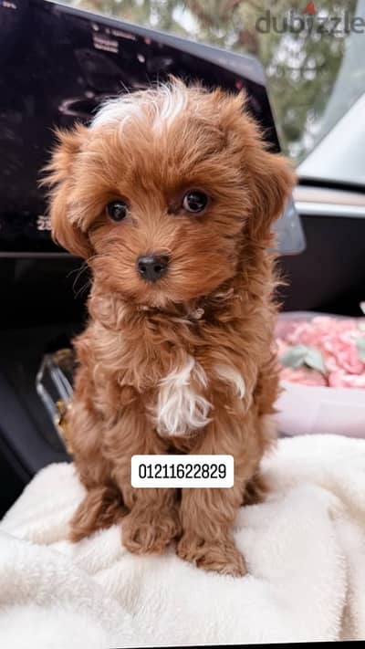 poodle x maltipoo puppies مالتيبو