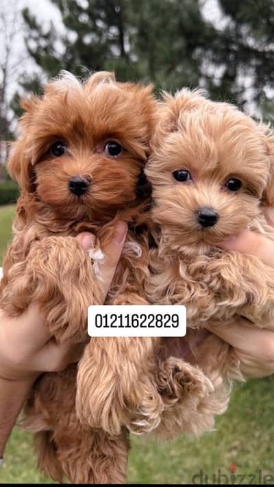 poodle x maltipoo puppies مالتيبو